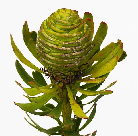 KAAPS GROEN PLATYSTAR